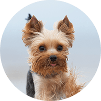 ヨークシャー・テリア