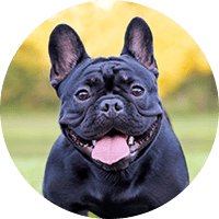 フレンチ・ブルドッグ