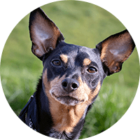 ミニチュア・ピンシャー